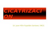 CICATRIZACIO N Dr. Juan Félix Capellán Santana. FACS.