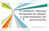 Máster Sandra Blandón Navarro IV UNIDAD / Manejo Integrado de plagas y enfermedades de poscosecha.