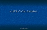 Elma Díaz Sánchez NUTRICIÓN ANIMAL. NUTRICIÓN HETERÓTROFA Necesidad de alimentarse de materia orgánica ya elaborada producida por los seres autótrofos.