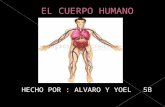 HECHO POR : ALVARO Y YOEL 5B. El cuerpo humano posee unos cincuenta billones de células. Éstas se agrupan en tejidos, los cuales se organizan en órganos,