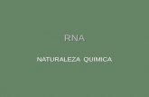 RNA NATURALEZA QUIMICA. RNA El ácido ribonucleico es un polímero de ribonucleótidos de purina y pirimidina mantenidos juntos por medio de puentes3´-5´