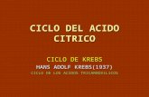 CICLO DEL ACIDO CITRICO CICLO DE KREBS HANS ADOLF KREBS(1937) CICLO DE LOS ACIDOS TRICARBOXILICOS.