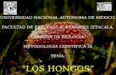 UNIVERSIDAD NACIONAL AUTONOMA DE MÉXICO. FACULTAD DE ESTUDIOS SUPERIORES IZTACALA. CARRERA DE BIOLOGÍA. METODOLOGÍA CIENTIFICA III TEMA: “LOS HONGOS”