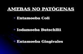 Tema Nº5 Amebas no Patogenas