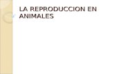 LA REPRODUCCION EN ANIMALES. Naturaleza del proceso reproductor La reproducción es un mecanismo encaminado a perpetuar la especie. No tiene importancia.