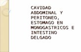 CAVIDAD ABDOMINAL Y PERITONEO, ESTOMAGO EN MONOGASTRICOS E INTESTINO DELGADO.