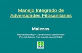 Manejo Integrado de Adversidades Fitosanitarias Malezas Material elaborado por Julio Scursoni y Leticia Ceriani (Prof. Adj. Cátedra. Prod. Vegetal, alumna.