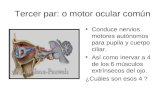 Tercer par: o motor ocular común Conduce nervios motores autónomos para pupila y cuerpo ciliar. Así como inervar a 4 de los 6 músculos extrínsecos del.