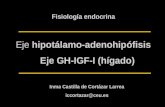 Eje hipotálamo-adenohipófisis Fisiología endocrina Inma Castilla de Cortázar Larrea iccortazar@ceu.es Eje GH-IGF-I (hígado)