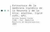 Estructura de la membrana lipídica de la Neurona y de la Glia: mielina, lipid raft, GPI. Silvia Suárez Cunza CIBN – Fac. Medicina Maestría en Neurociencias.