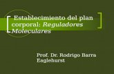 Establecimiento del plan corporal: Reguladores Moleculares Prof. Dr. Rodrigo Barra Eaglehurst.