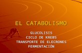 EL CATABOLISMO GLUCOLISIS CICLO DE KREBS TRANSPORTE DE ELECRONES FERMENTACIÓN.