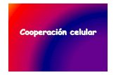 Cooperacion Celular (Inmuno)
