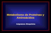 Metabolismo de Proteínas y Aminoácidos Asignatura: Bioquímica.