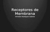 Receptores de Membrana Christian Rodríguez Cabrera.