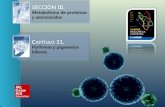 SECCIÓN III. Metabolismo de proteínas y aminoácidos C APÍTULO 31. Porfirinas y pigmentos biliares.