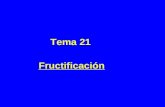 Tema 21 Fructificación. Desarrollo de frutos A – Pepita B – Cítricos C – De hueso.