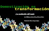 Domesticación es transformación La evolución del maíz Ian Williams, Corinne Price y Theresa Fulton Traducción: Marco Oropeza-Rosas.