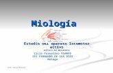 Prof: Felisa Molinero Miología Estudio del aparato locomotor activo análisis del movimiento Ciclo Formativo TSAAFD IES FERNANDO DE LOS RÍOS Málaga.
