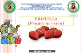 Expo Frutilla