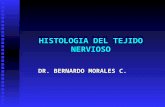 HISTOLOGIA DEL TEJIDO NERVIOSO DR. BERNARDO MORALES C.