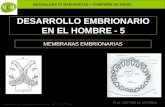 BACHILLERATO MARIANISTAS + COMPAÑÍA DE MARÍA Prof. VÍCTOR M. VITORIA Anatomía y Fisiología Humanas - HISTOLOGÍA DESARROLLO EMBRIONARIO EN EL HOMBRE - 5.