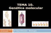 TEMA 10. Genética molecular 2º Bachillerato - Biología Bonifacio San Millán IES Muriedas.