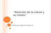 Relación de la célula y su medio Profesora: Andrea Fuentes A.