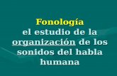 Fonología el estudio de la organización de los sonidos del habla humana.