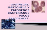 MORFOLOLOGIA Es una bacteria prototipo son aerobias, gramnegativas,exigentes en sus nutrimientos con 0.5 a un 1um y 2 a 50 um de largo. Se tiñe con el.