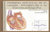Fenómenos eléctricos en el corazón. Introducción a la Electrocardiografía Inma Castilla de Cortázar Larrea iccortazar@ceu.es.