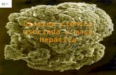 Diarrea crónica asociada a masa hepática. Caso clínico Paciente varón de 65 años de edad que ingresa por síndrome diarreico de seis meses de evolución.