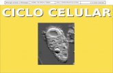 Biología Celular e HistologíaUnidad I. De Células a Tejidos Tema 1. Estudio General de la Célula 1.4 Ciclo Celular CICLO CELULAR.