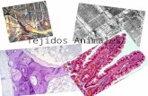 Tejidos Animales. Tejidos animales Los tejidos animales están formados por células y por sustancia intercelular. Hay 4 tipos básicos de tejidos, diferentes.
