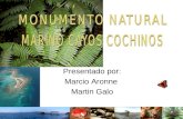 Presentado por: Marcio Aronne Martin Galo. Características bióticas Arrecifes coralino Praderas de Pastos marinos Bosques de mangle Praderas de corales.