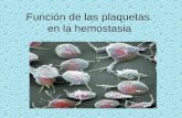 Función de las plaquetas en la hemostasia. Los trombocitos o plaquetas son células, de unos 3 µm de diámetro. Son irregulares, sin núcleo. Vida media.