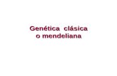 Genética clásica o mendeliana. Conceptos básicos GenGen: Segmento de ADN que contiene la información necesaria para la síntesis de una proteína. genotipoEl.
