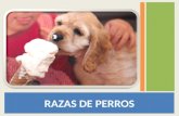 RAZAS DE PERROS. Clasificación de razas de perros por su tamaño y peso.
