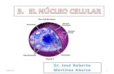 09/11/20131. Que el estudiante: Enumere las porciones del núcleo celular. Enumere los tipos de cromatina. Enumere los componentes de la cromatina. Describa.