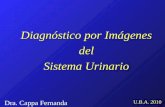 Diagnóstico por Imágenes del Sistema Urinario U.B.A. 2010 Dra. Cappa Fernanda.