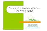 Plantación de Almendros en Trigueros (Huelva)