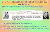 6.1.c 7.4.- TEORÍA CROMOSOMICA DE LA HERENCIA SUTTON Y BOVERI EN 1902 YA LO ADELANTARON 1.- Los genes se localizan en los cromosomas. 2.- Genes que están.