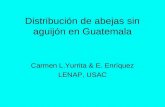 Distribución de abejas sin aguijón en Guatemala Carmen L.Yurrita & E. Enríquez LENAP, USAC.