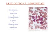 LEUCOCITOS E INMUNIDAD Mieloblasto Mielocito Metamielocito Cayado Segmentado Neutrófilo.