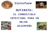 Sintofarm Feed Ingredients BUTIRATO: EL COMBUSTIBLE INTESTINAL PARA UN MEJOR DESEMPEÑO.