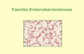 TEMA 21. DIAPOSITIVAS. Enterobacterias