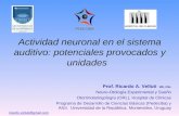 Actividad neuronal en el sistema auditivo: potenciales provocados y unidades Prof. Ricardo A. Velluti MD, DSc Neuro-Otología Experimental y Sueño Otorrinolaringología.