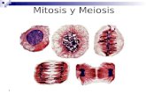 1 Mitosis y Meiosis. Ciclo Celular Las células eucarióticas pasan a través de una secuencia regular de crecimiento y división llamada ciclo celular. El.
