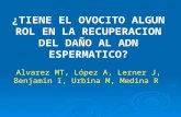 ¿TIENE EL OVOCITO ALGUN ROL EN LA RECUPERACION DEL DAÑO AL ADN ESPERMATICO? Alvarez MT, López A, Lerner J, Benjamin I, Urbina M, Medina R.