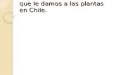 Objective: Conocer los usos que le damos a las plantas en Chile.